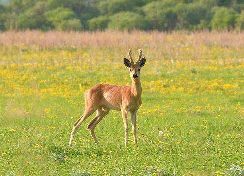 На цветущем лугу