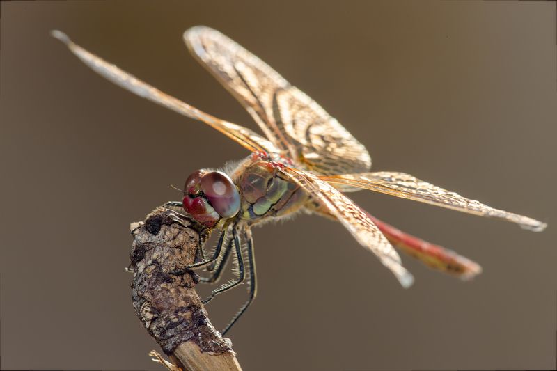 Dragonfly. фото превью