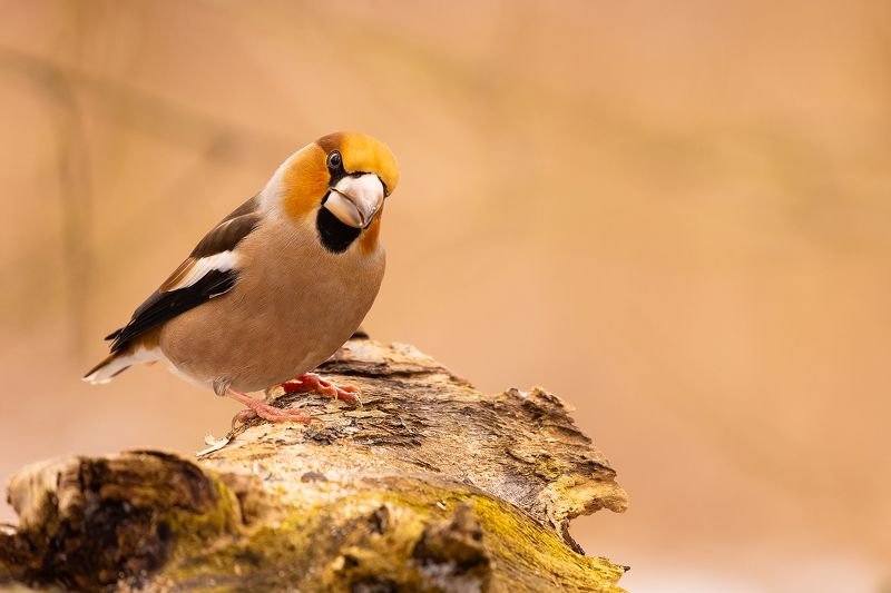 Hawfinch фото превью