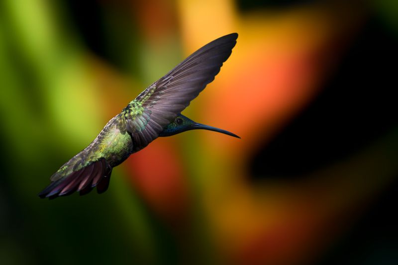 picaflor_vientre_negro, picaflor, black_throated_mango, hummingbird, anthracothorax_nigricollis, jardin_de_los_picaflores, iguazu_falls, argentina, colibríe Picaflor Vientre Negro фото превью