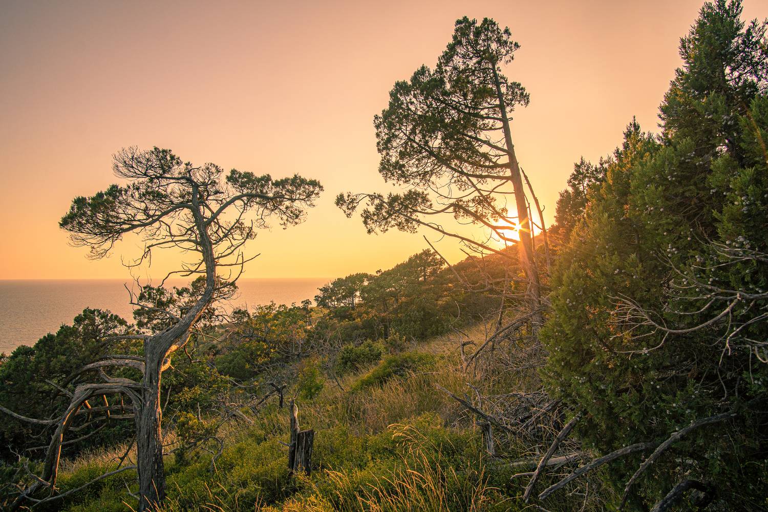 , Вадим Коваленко