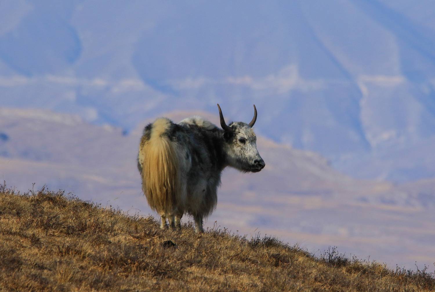 як.горы,дагестан,, Magov Marat