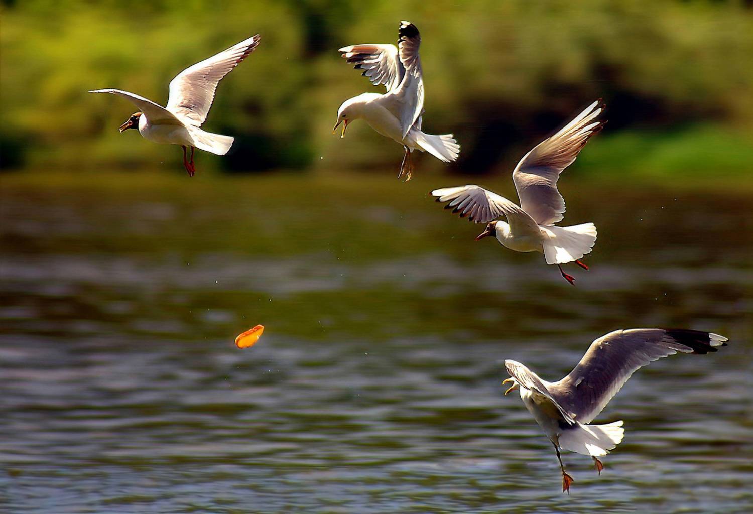 чайки на солнце, Сергей Аникин