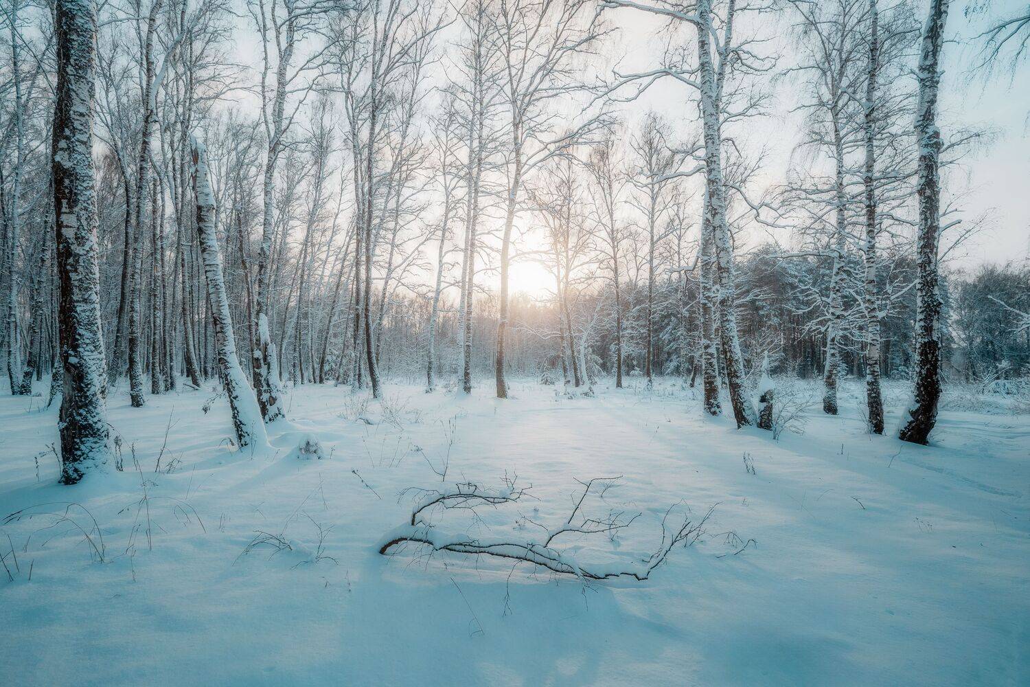 пейзаж, зима, снег, снежный лес, мороз, природа, Московская область, Мартыненко Дмитрий