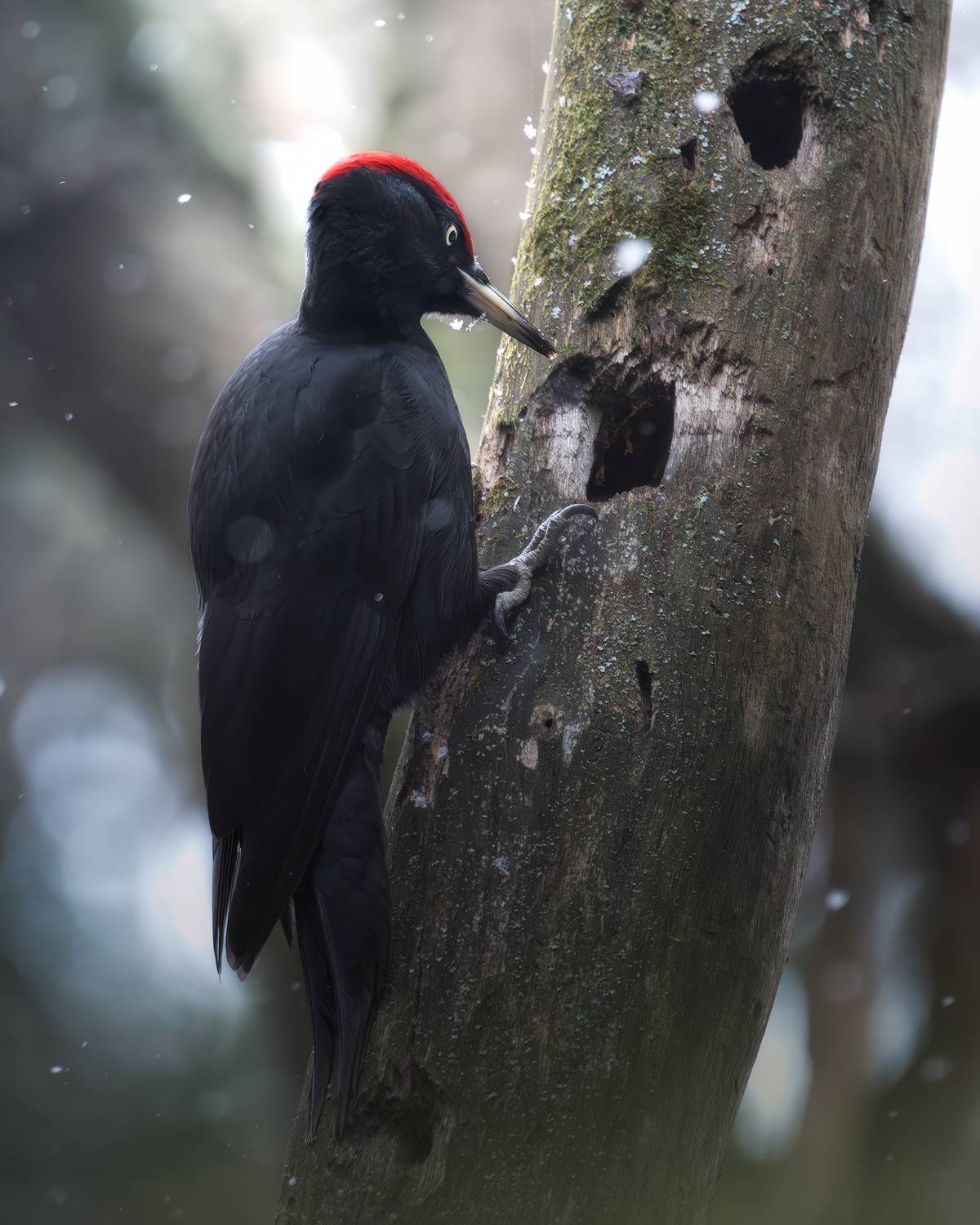 , Поляков Михаил