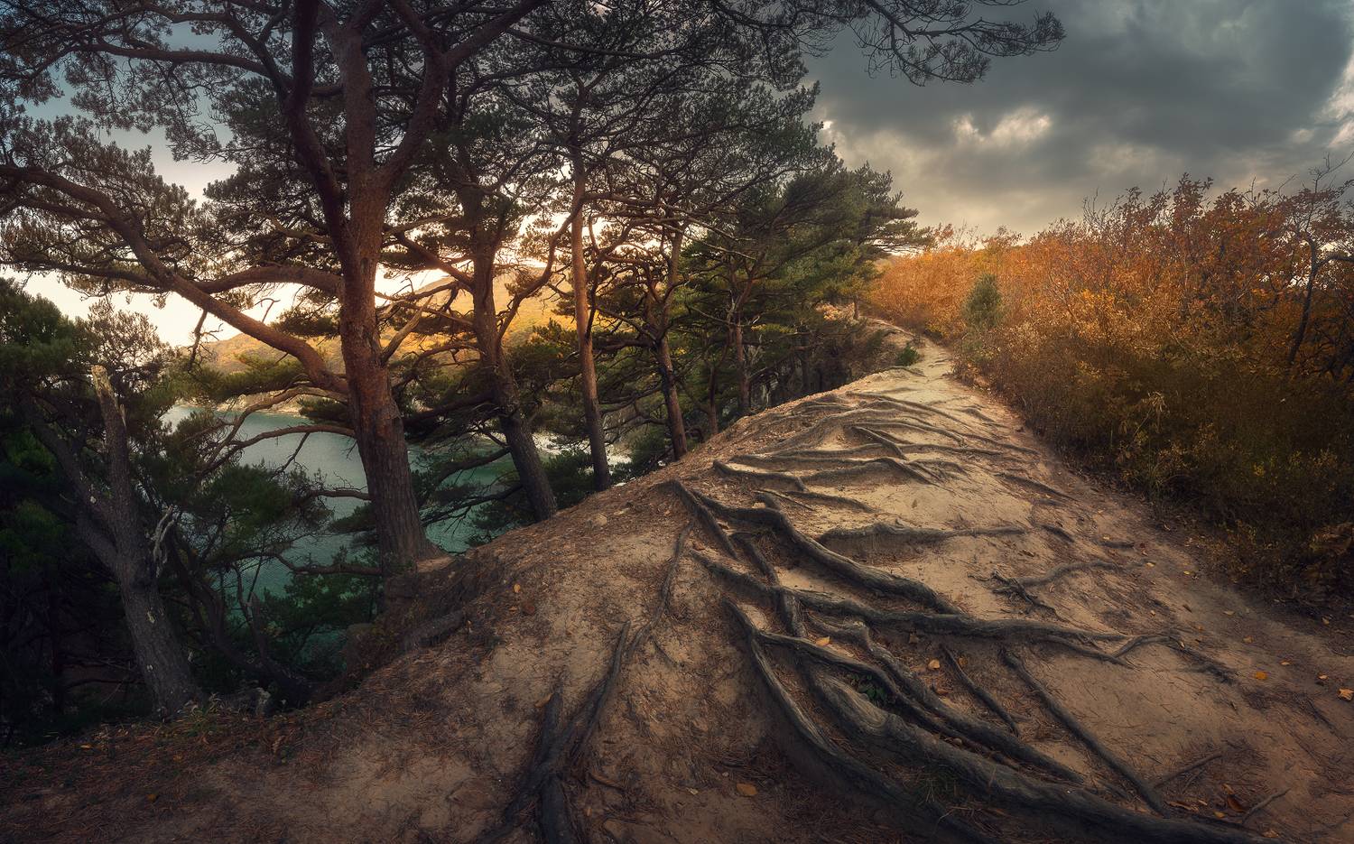 осень, сосны, закат, Андрей Кровлин