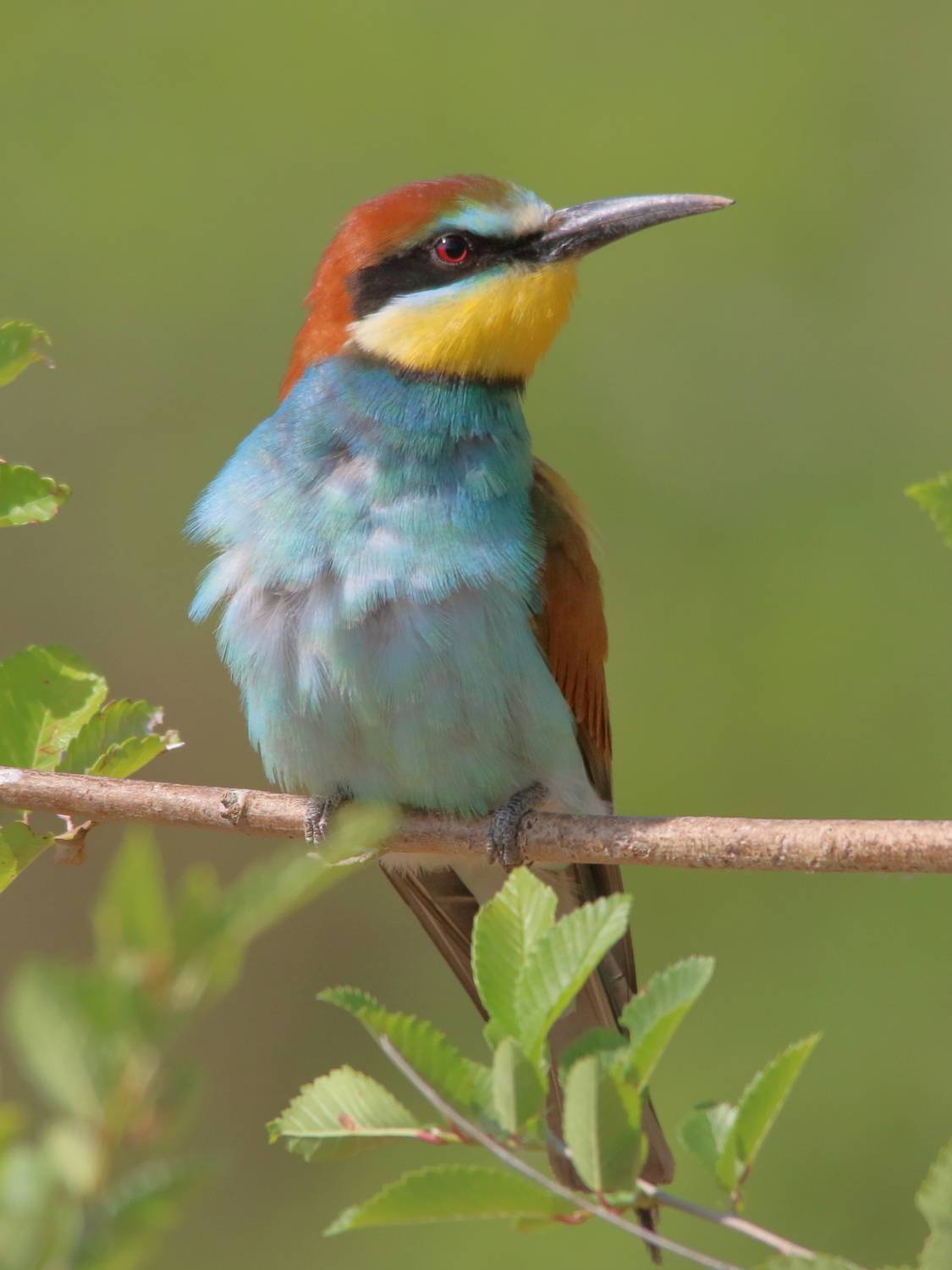 животные, природа, птицы, щурка, лето, анималистика, Владимир Шебаршенко