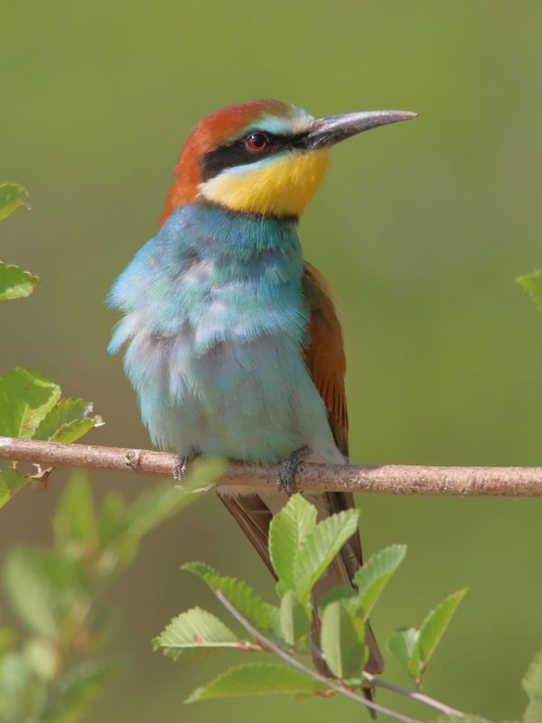 животные, природа, птицы, щурка, лето, анималистика Чудо в перьях фото превью