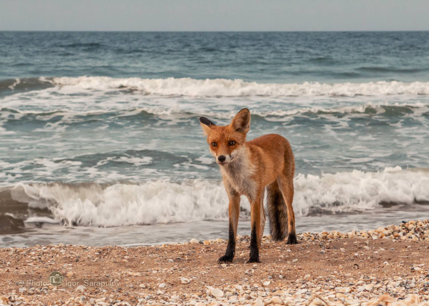 фотоохота, прибой, море, природный парк караларский, побережье, лиса, лис, крым, караларский природный парк, генеральские пляжи,  вечер на море, барсучья бухта, азовское море, live for the story, kwanon photo,, Сарапулов Игорь