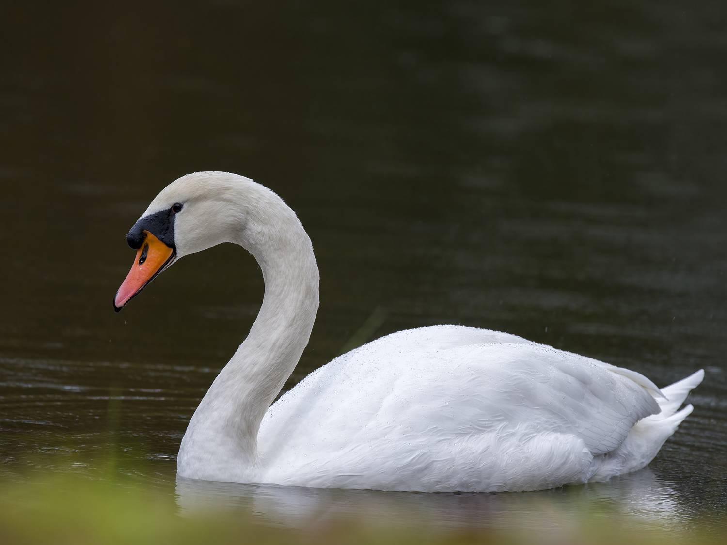 , Burgalin Sequeira Fernando
