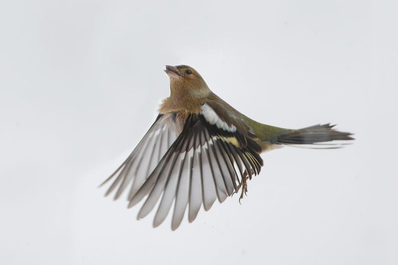 Зяблик в снегу фото превью