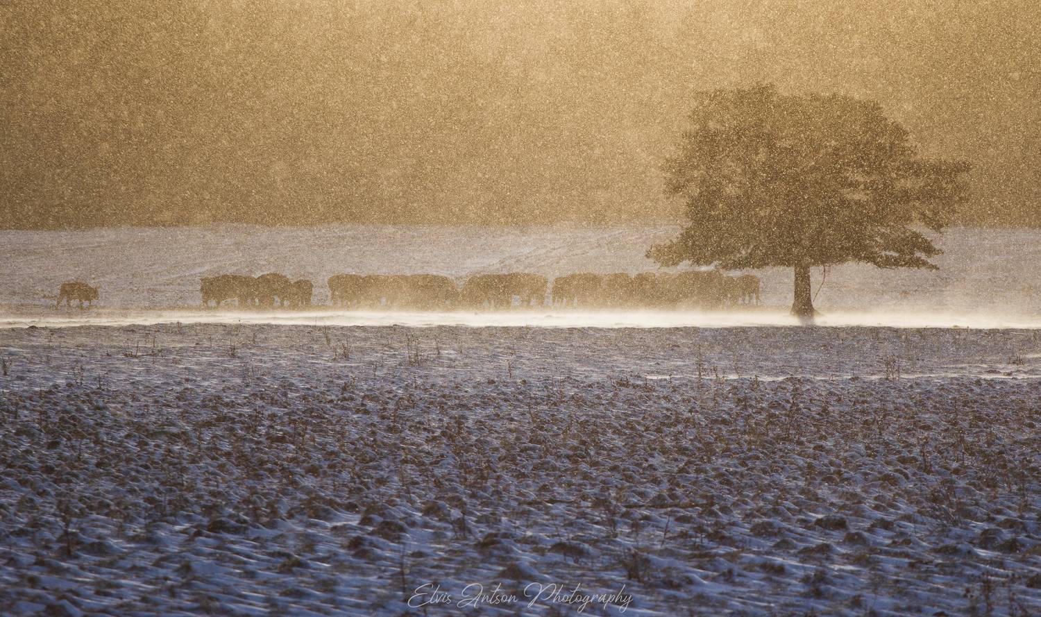 зима, метель, пейзаж, Antson Elvis