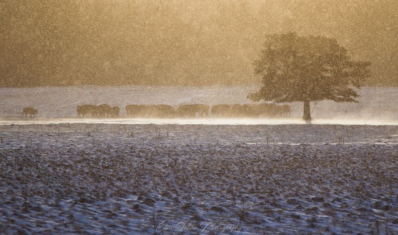 зима, метель, пейзаж Метель... фото превью