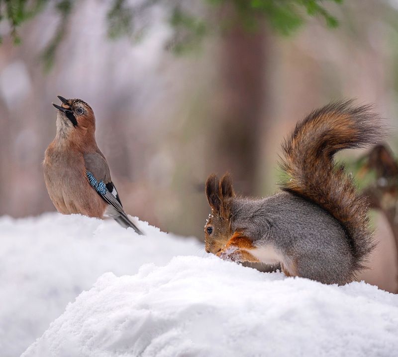 фото превью