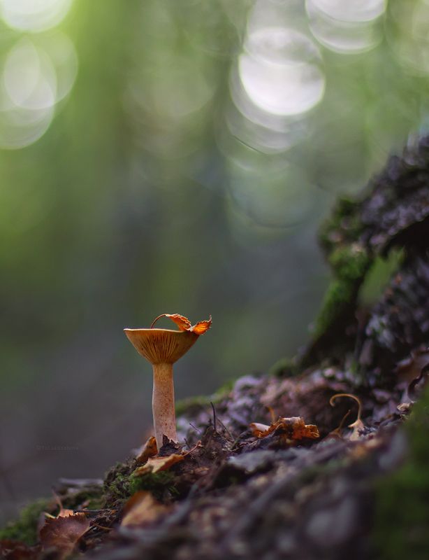 гриб, лист, осень, макро, macro Рыжие фото превью