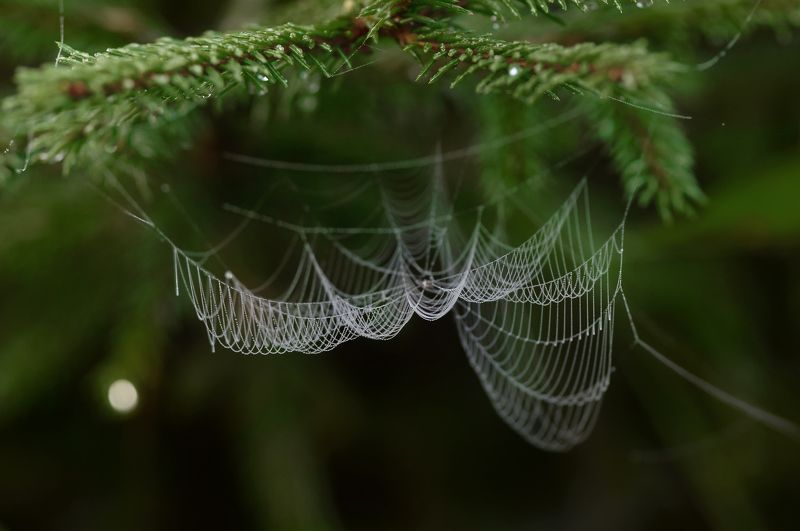 Мокрая паутина... фото превью