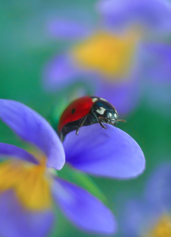 Лето фото превью