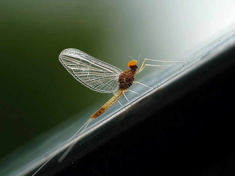 Приоткрыть Малевича. фото превью