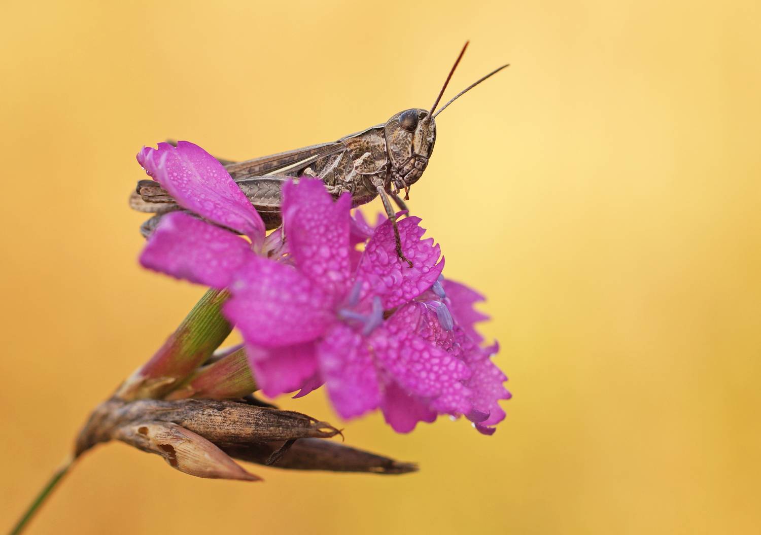 , Чепленко Алексей