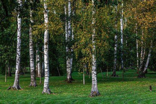Березовая роща