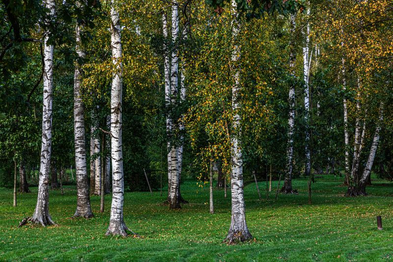 Березовая роща фото превью
