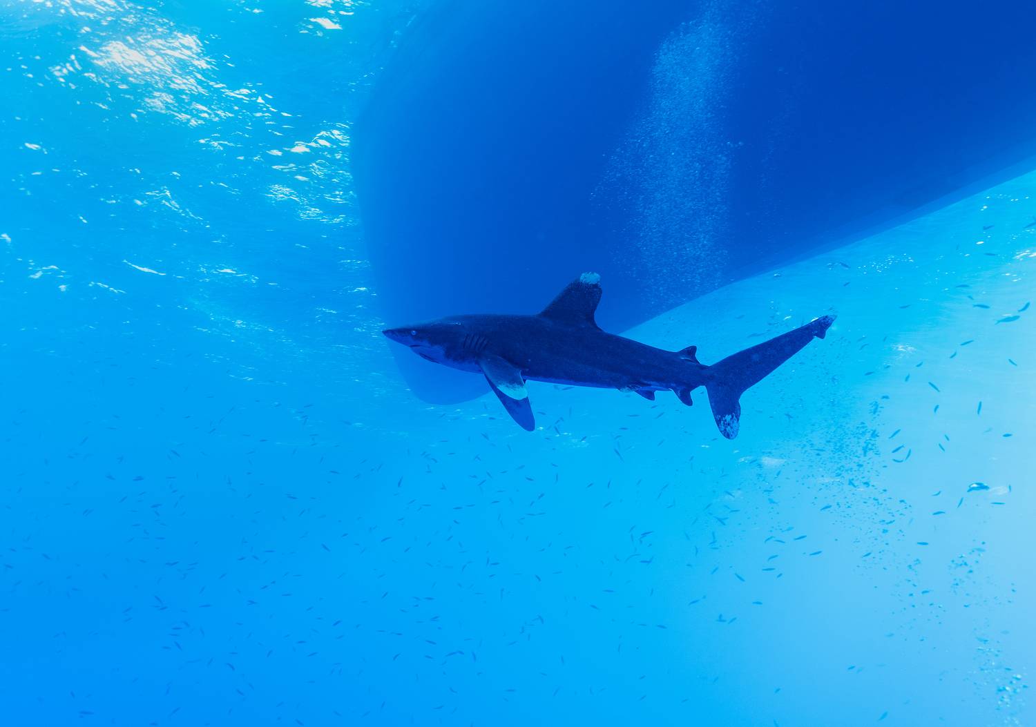 , Валерий Одинцов