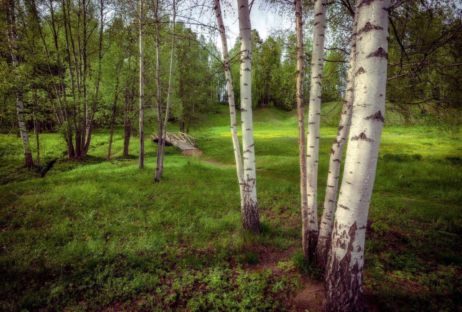 берёзы, весна, мостик, Сергей Аникин