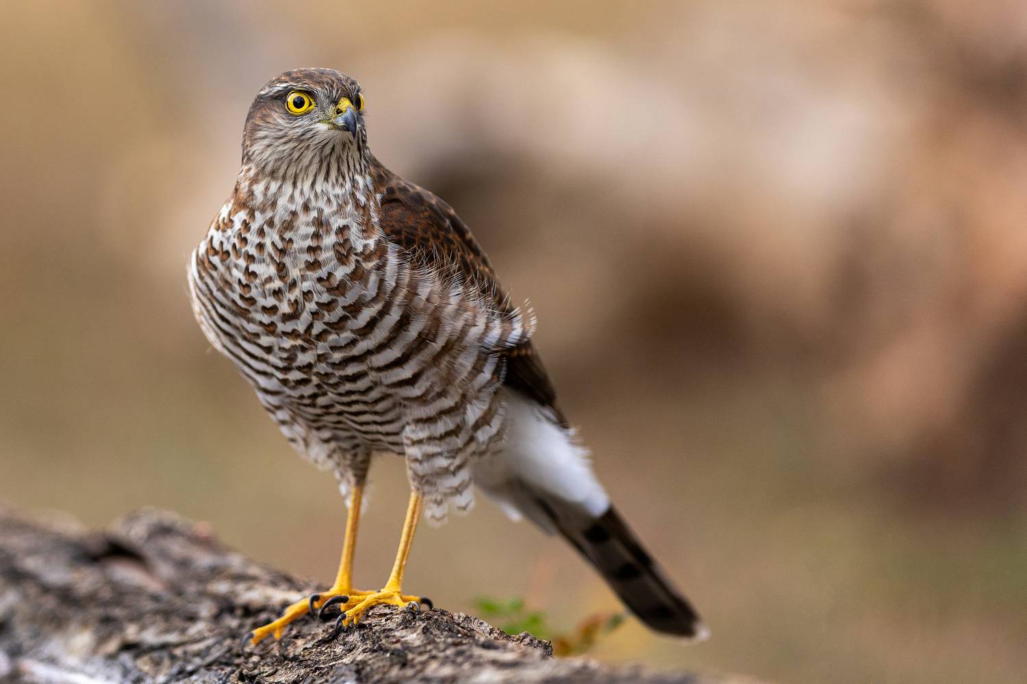 Малък ястреб/ Accipiter nisus, Petar Bogdanov