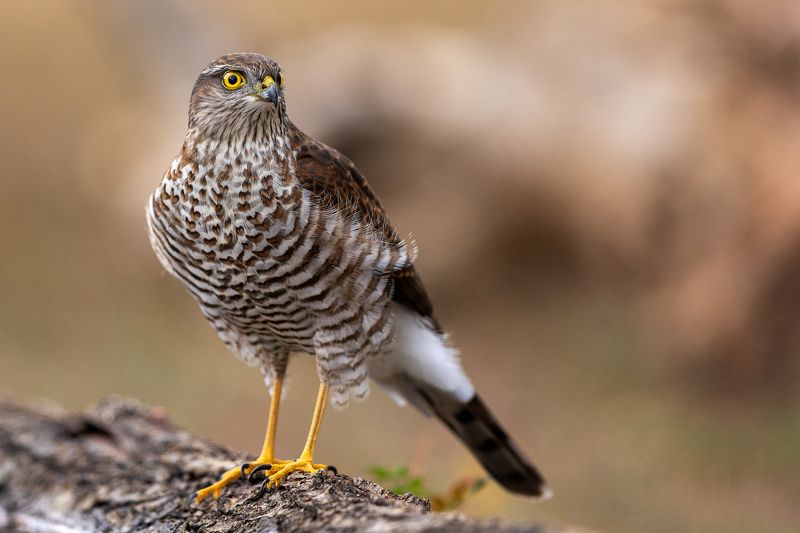 Малък ястреб/ Accipiter nisus Малък ястреб/ Accipiter nisus фото превью