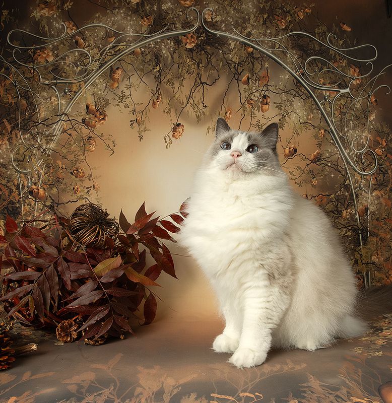 сat, кошка, животные, кошки, ragdoll cat, ragdoll,  рэгдолл, ragdoll Autumn.  Ragdoll Cat (Matilda) -Матильда фото превью