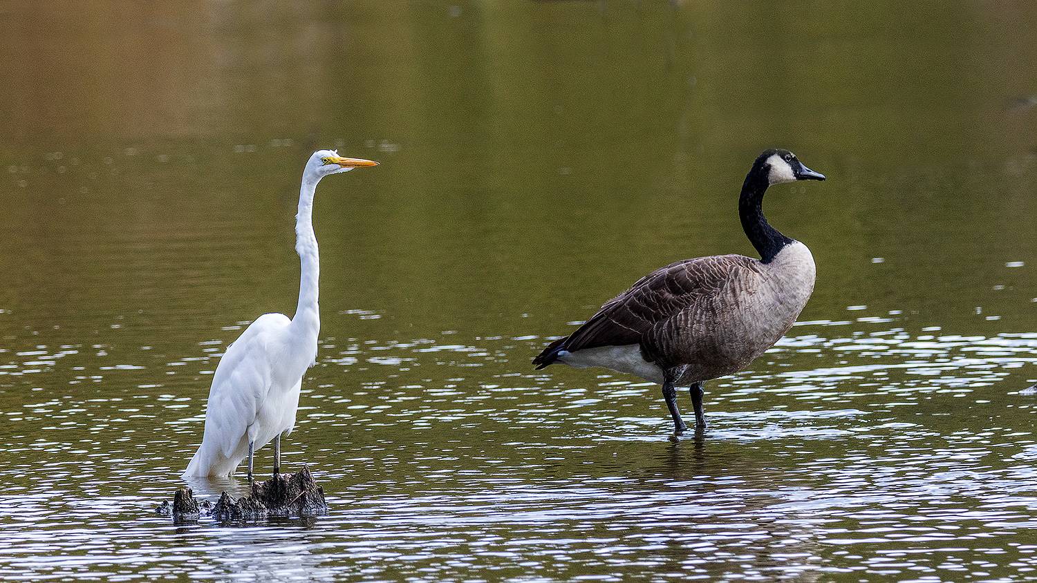 , Леонид Дьяченко