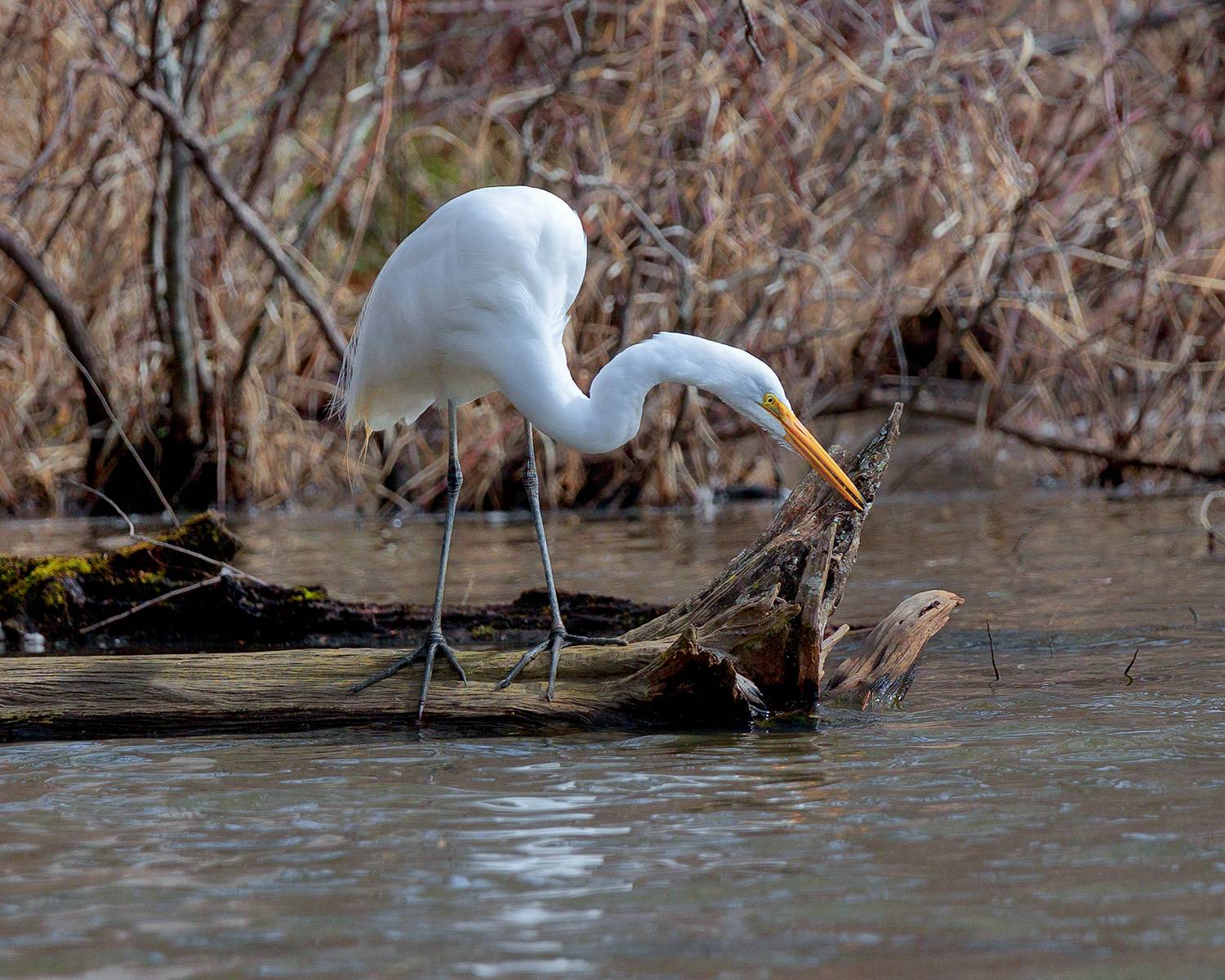, Леонид Дьяченко