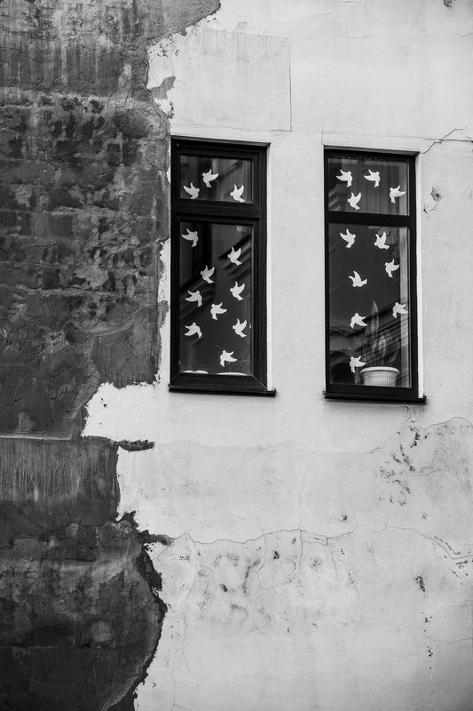 Голуби фото превью