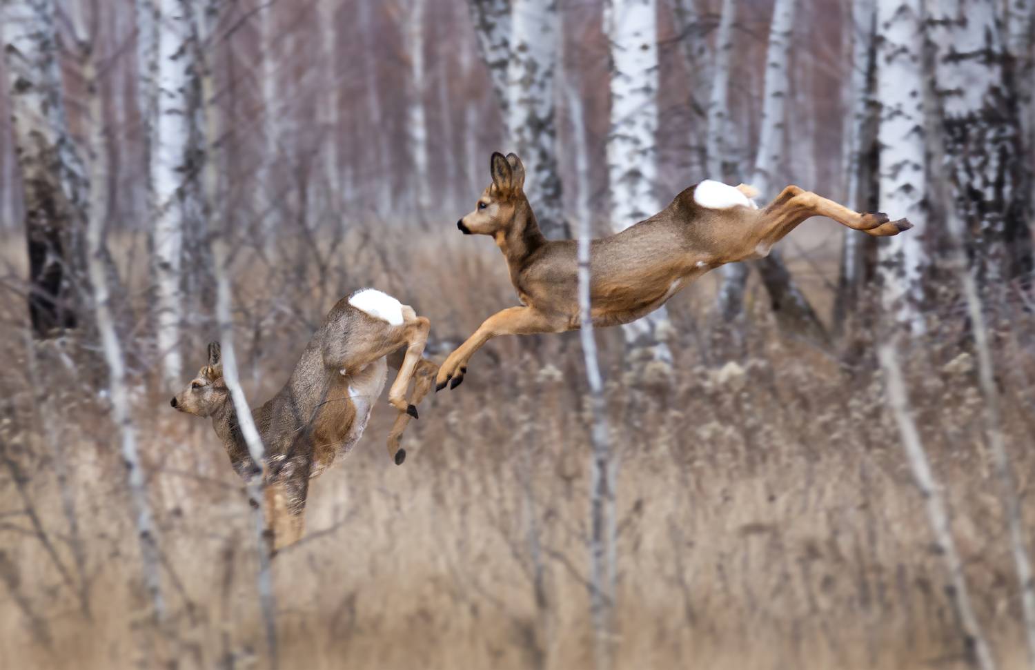 косуля, лес, октябрь,, Марина Мочалова