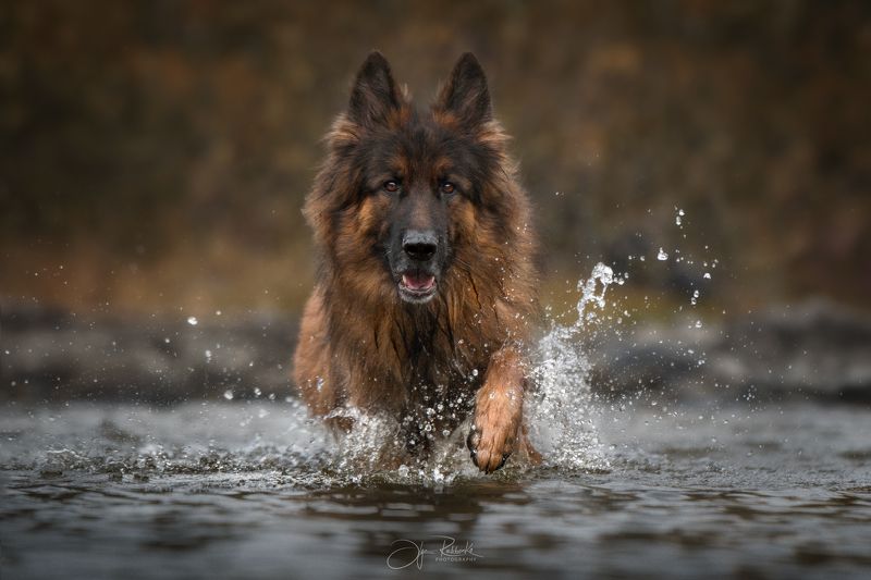 немецкая, овчарка, анималистика Симба фото превью