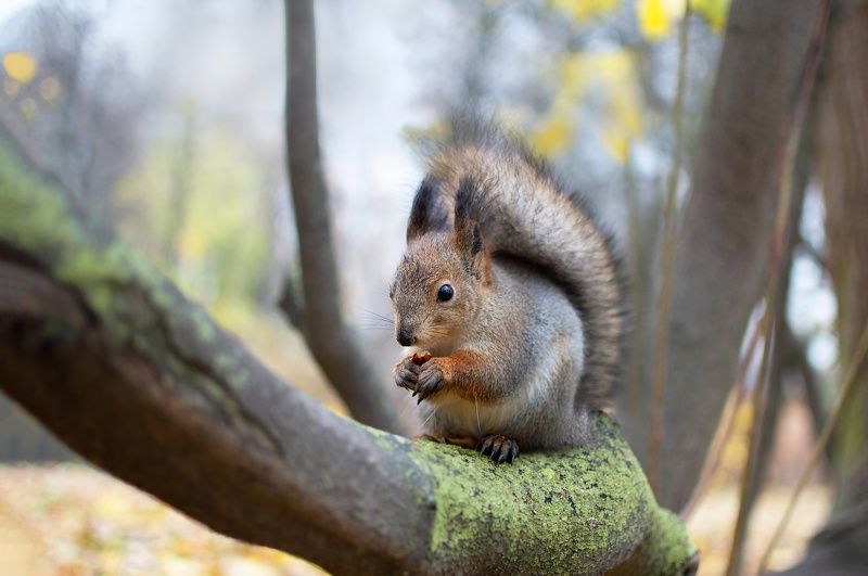 белка Белка фото превью