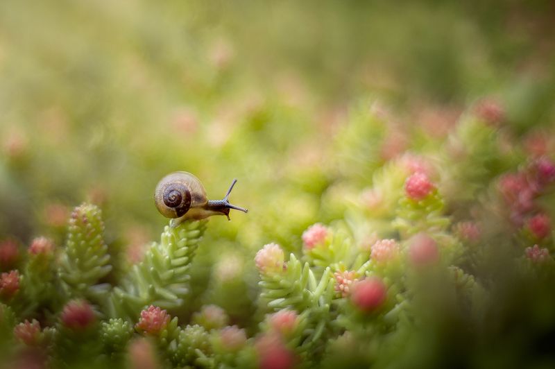 улитка, макро Высоко сижу, далеко гляжу фото превью