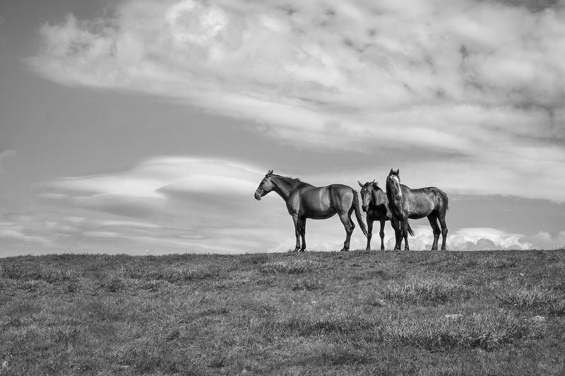 black, white, nature, horses, landscape  фото превью