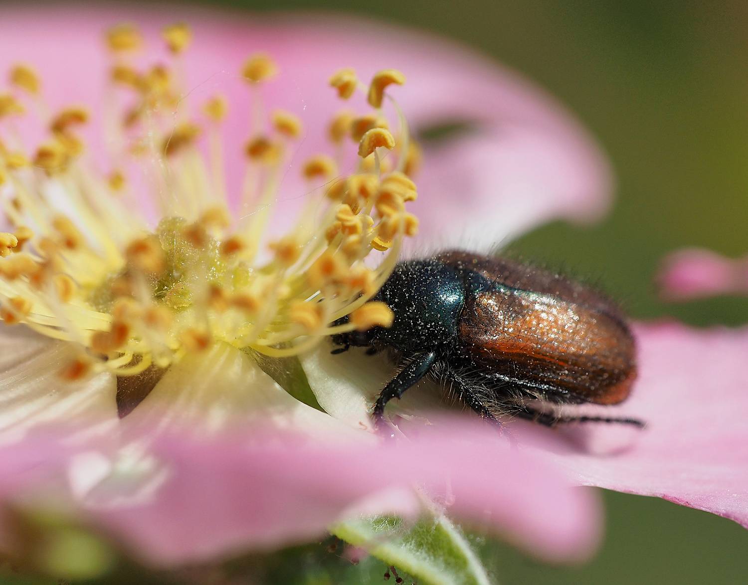 Sweet flower. Автор: Протченко Ирина цветок, розовый, жук, насекомое, макро, flower, bug, beetle, insect, macro, Протченко Ирина