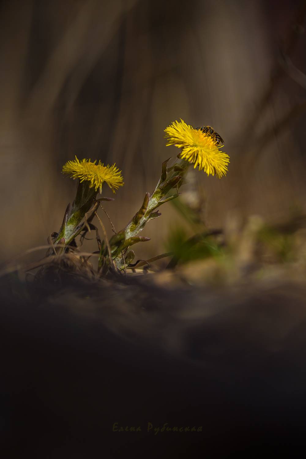 , Елена Рубинская