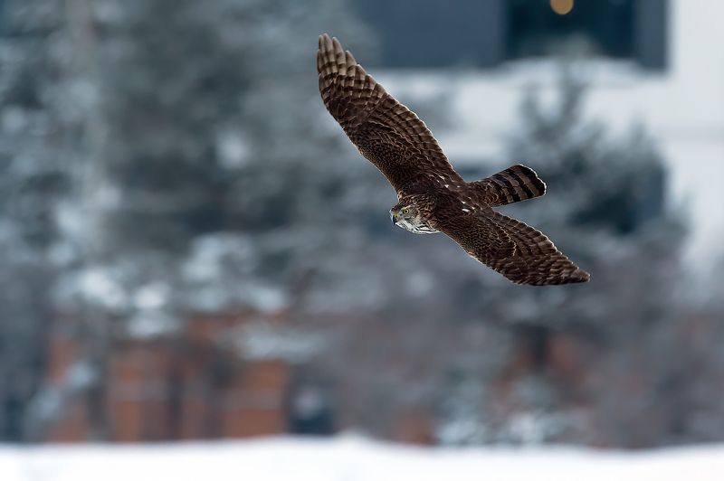 Тетеревятник. фото превью