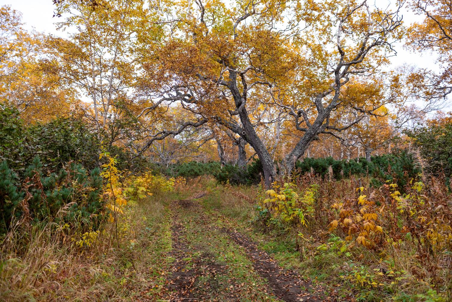 , Иван Козлов