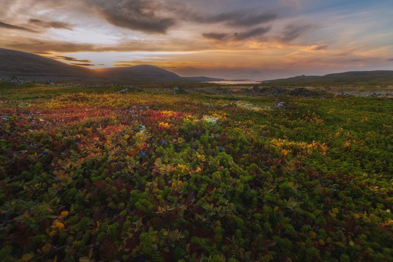 осень, тундра, кольский, средний, мурманск, россия Ковры Кольского фото превью