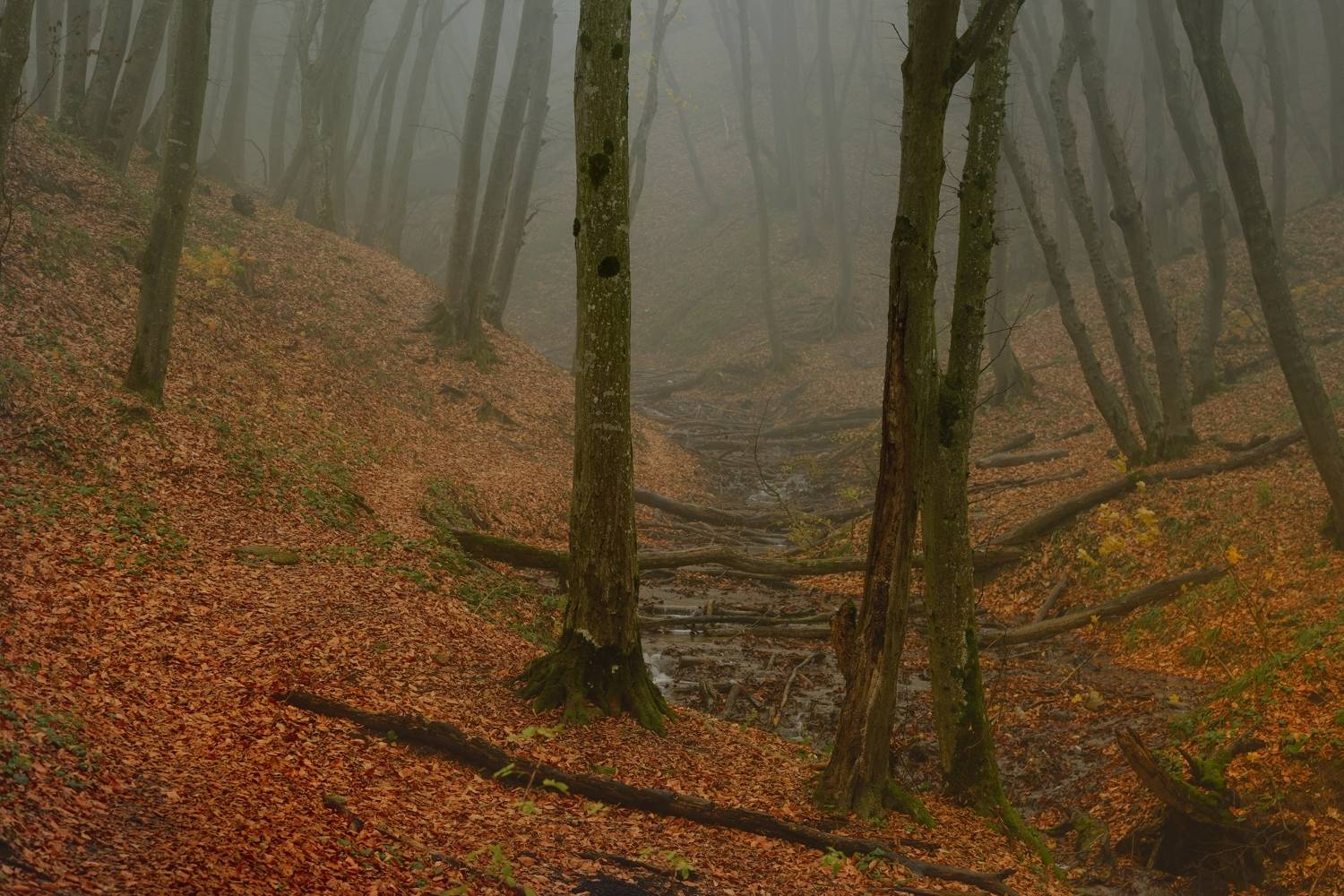 осень листва утро лес туман, Александр Жарников