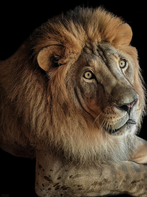 Августейшая особа фото превью