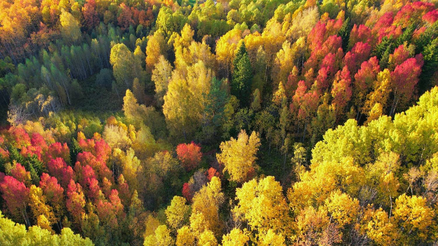 , Константин Буркин