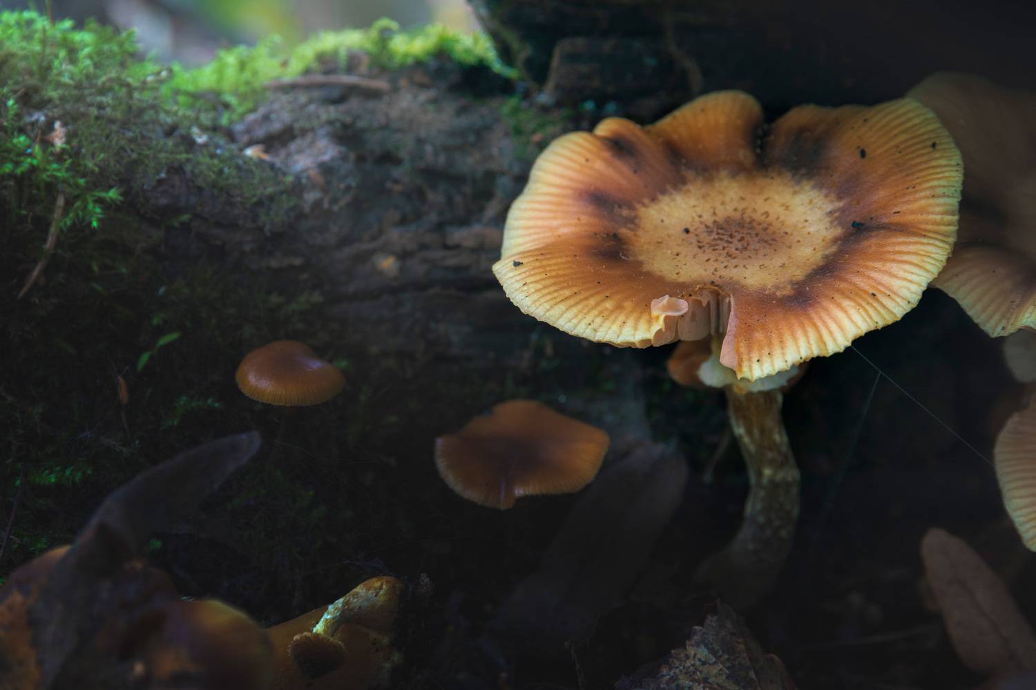 грибы, лес, Валерий Вождаев