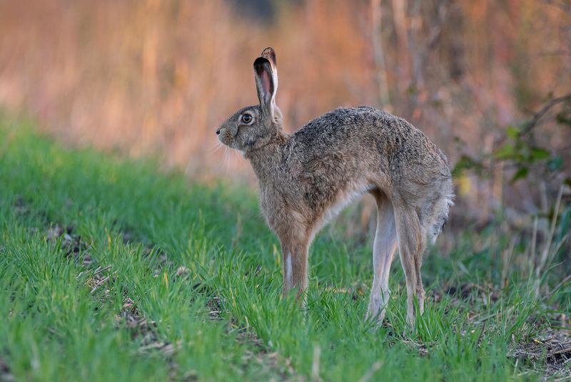 заяц, животные, природа, фотоохота, лес, весна, лето Потягушки фото превью