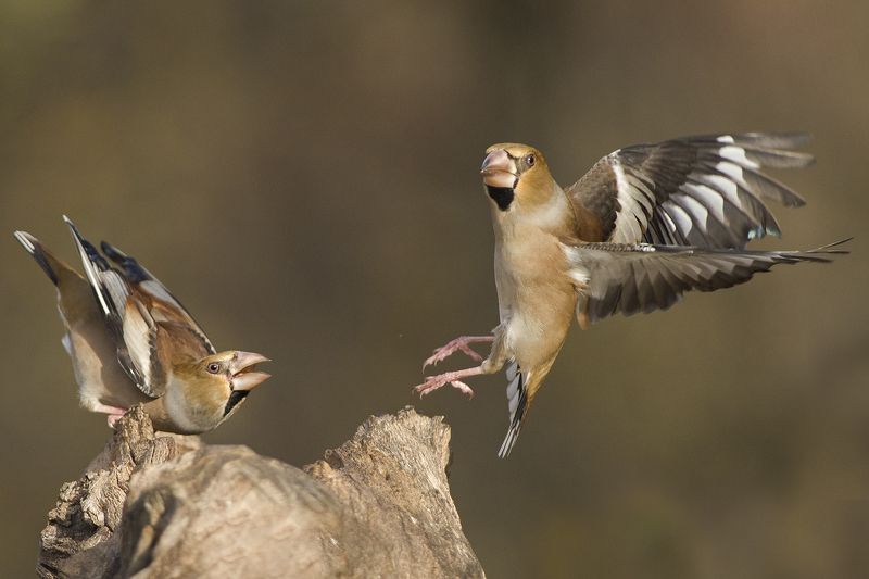 Дубоносы фото превью