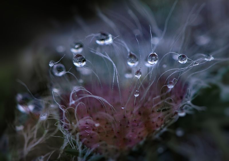 Капельки росы на ворсинках листочка... фото превью